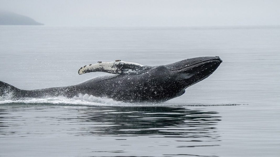 Hyperliquid Whale Holds 81% Short Book and $2.7M Profit as HYPE Bet Pays off